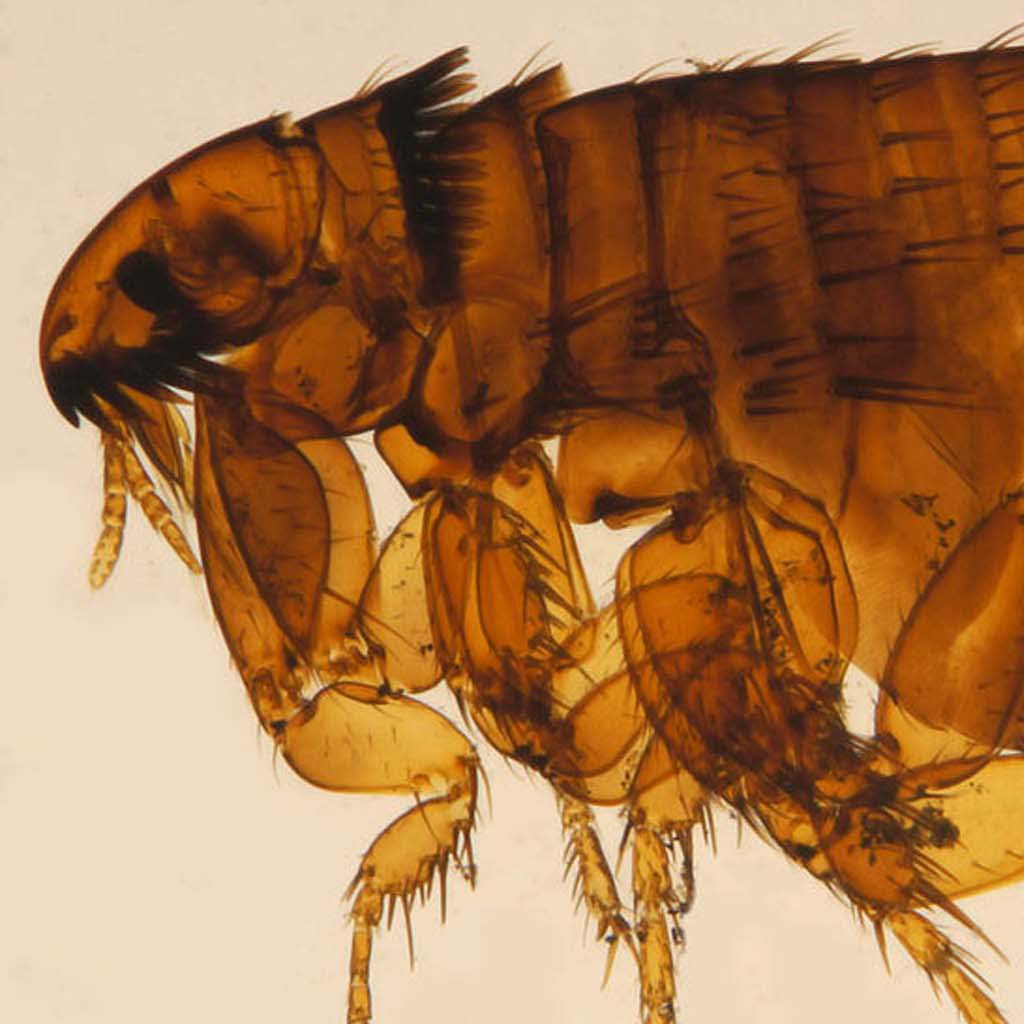 Fleas